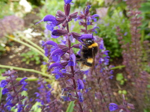 One bee that did get counted - at Manor Heath.